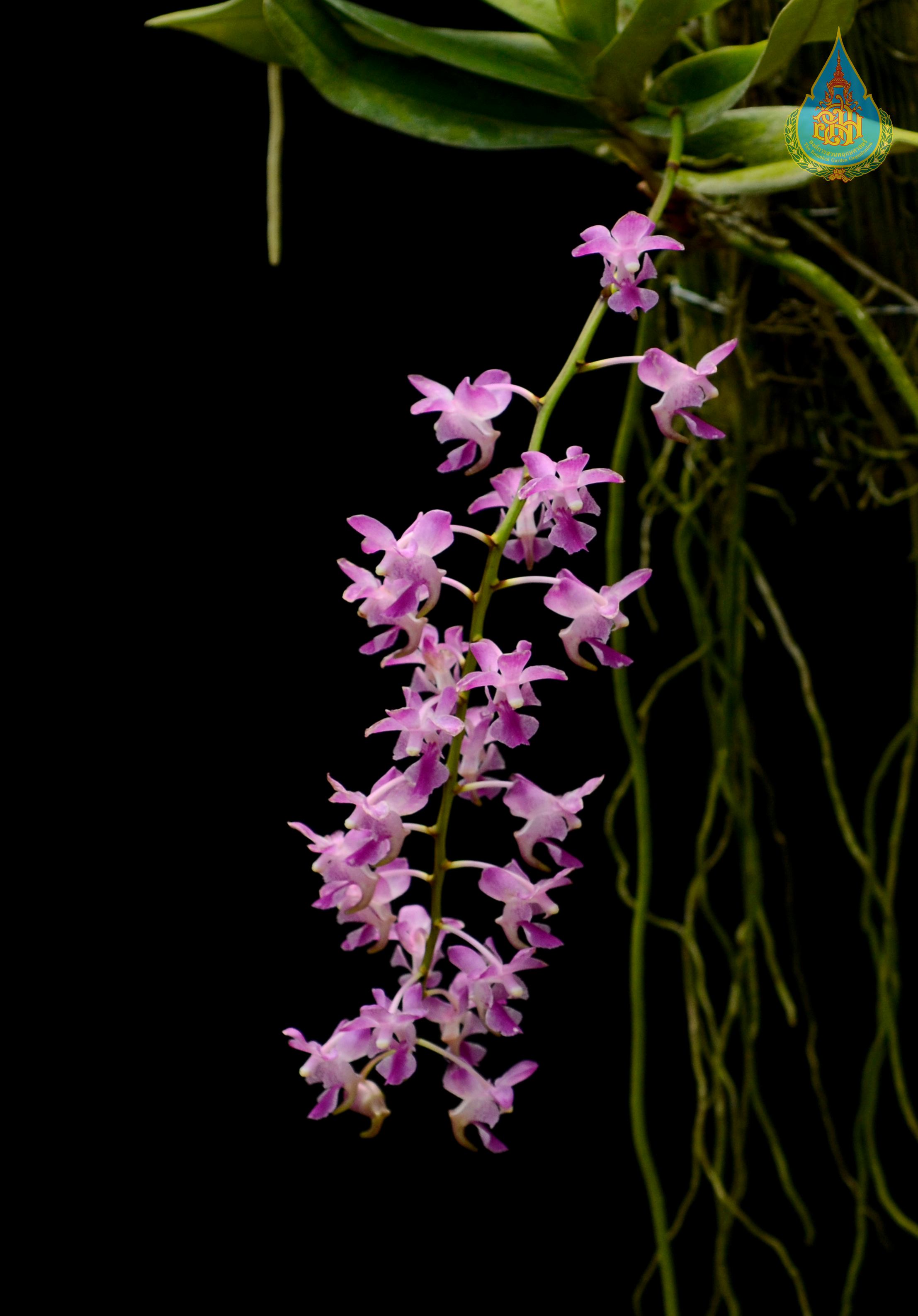 เอื้องกุหลาบแดง Aerides crassifolia C.S.P.Parish ex Burb.<br/>ORCHIDACEAE